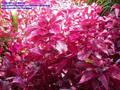 Alternanthera